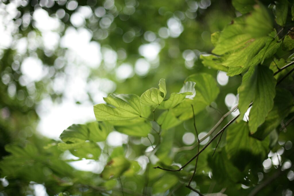 Close-up of green leaves with sunlight filtering through, creating a bokeh effect.