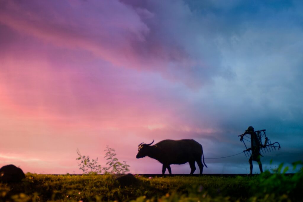 A stunning silhouette of a farmer leading a buffalo during a vibrant sunset.